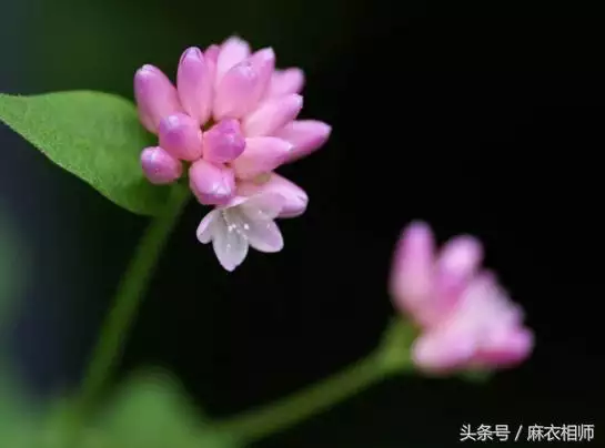 022年紅鸞星動的生肖，2022