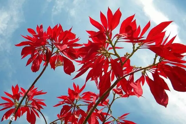 屬羊與屬狗幸福案例，各種牙齒案例