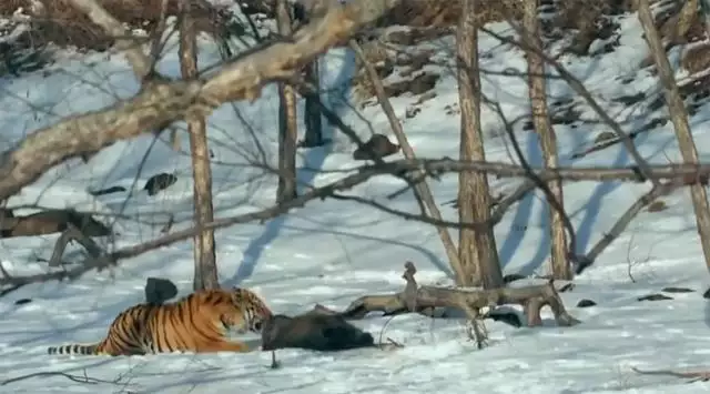 生肖老虎是那幾年的，虎出生有哪些年