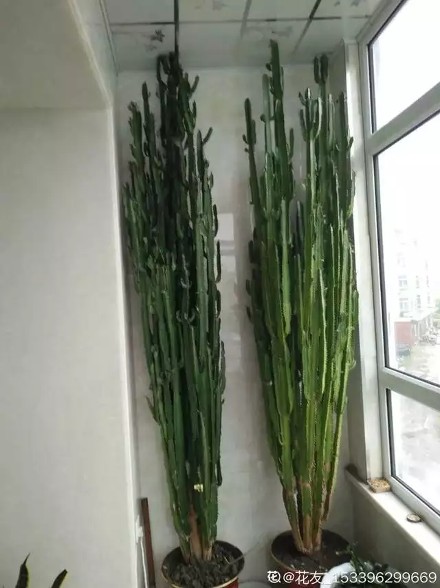 998屬虎最忌幾月出生，1998年屬虎人一生命運"