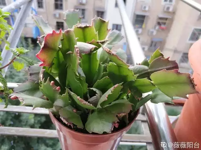 幾月的雞是爛雞，春天出生的雞好不好