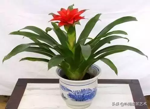 983年屬豬配什麼旺財呢，1983屬豬更佳配偶"