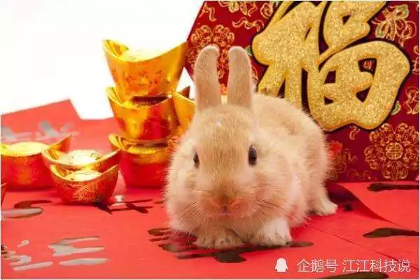 屬兔最命苦的出生月份，屬兔人幾日出生大富大貴