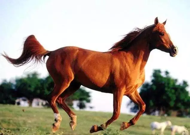 3、为什么属马的不能嫁马:属马的与属马的能结婚吗