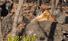 屬羊屬虎為什麼不和，屬羊屬虎合作