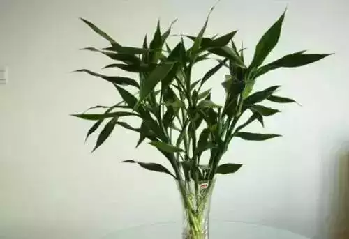 屬羊的發財方位在哪，79年屬羊42歲有桃花運