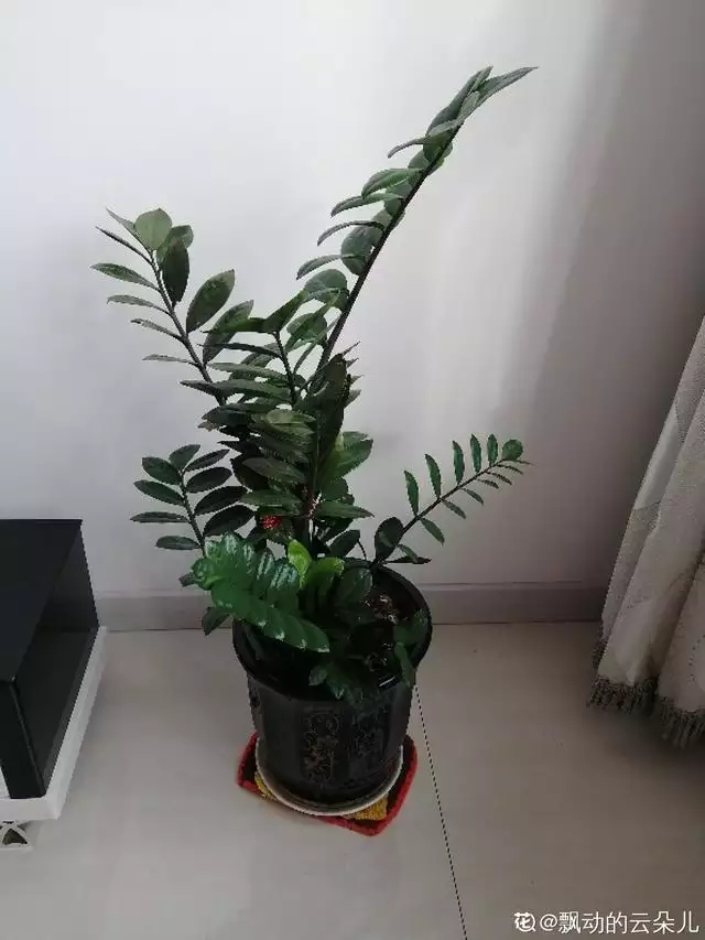 寓意吉祥好兆頭的圖片，象徵富貴吉祥的圖片