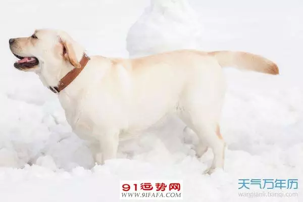 3、94年屬狗女一生有幾次婚姻:年屬狗的婚配算命 女屬狗今年何時有姻緣