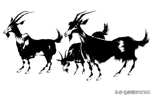 屬羊屬馬早晚會離婚視頻,屬馬女與屬羊男婚姻配