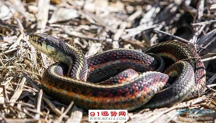 4、01年屬蛇的和什麼屬相最配:01年屬蛇的和什麼屬相最配