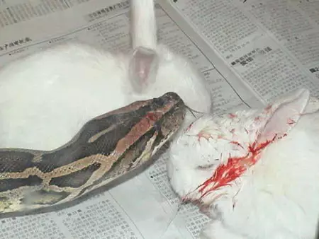 2、兔和蛇相配婚姻如何:属兔的男人和属蛇的女人婚姻相配吗