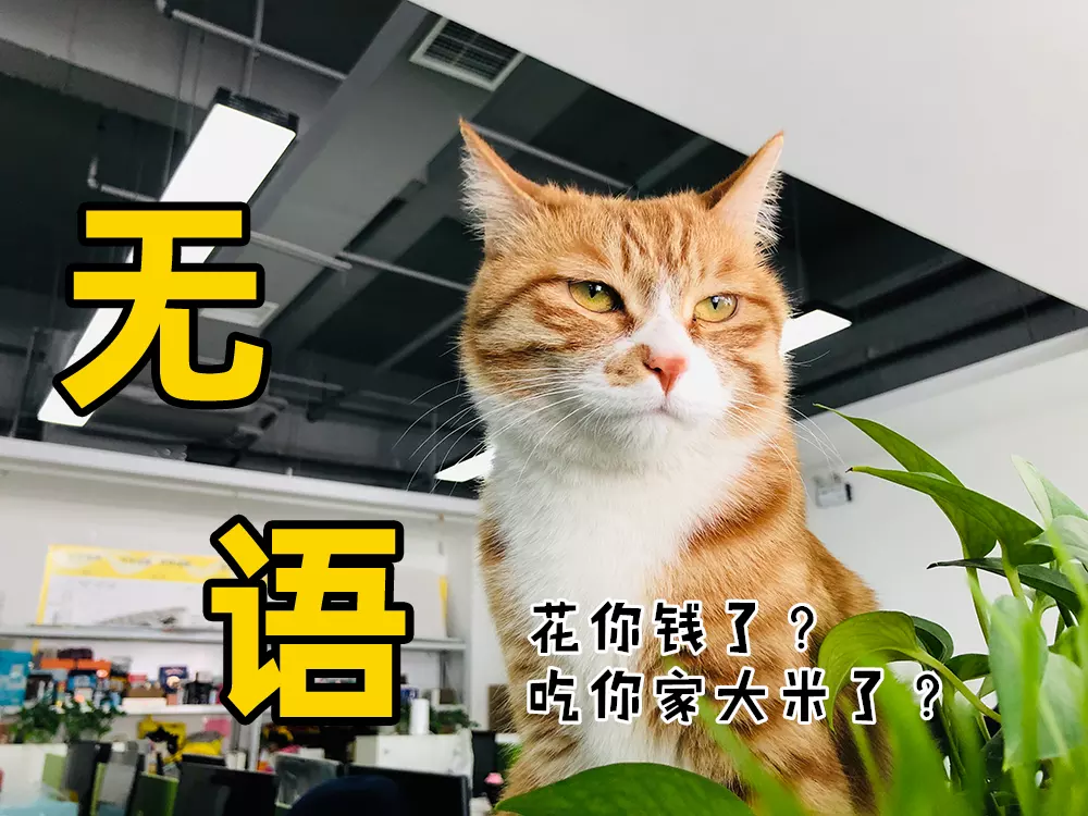 3、晚上門外有貓叫千萬別出去:晚上岀門碰見貓叫有什麼徵兆？