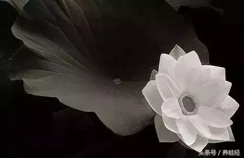 0歲開始有錢的生肖女，12生肖什麼時候開始的"