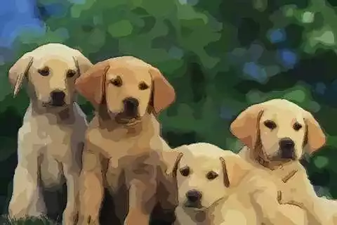 3、屬狗人命裡帶二婚:年屬狗犯二婚