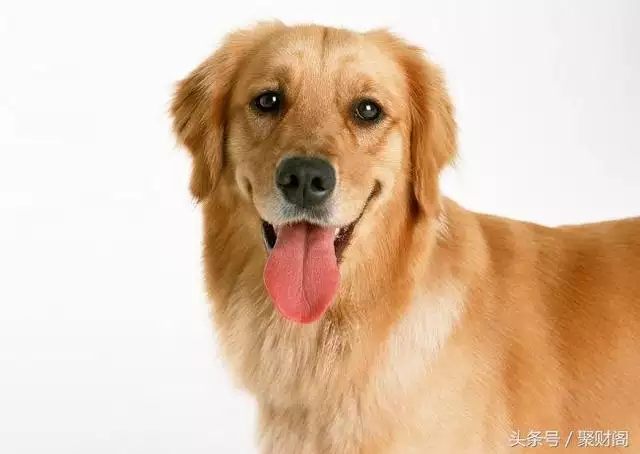 1、属狗女本月运势:属狗女年的运势和婚姻