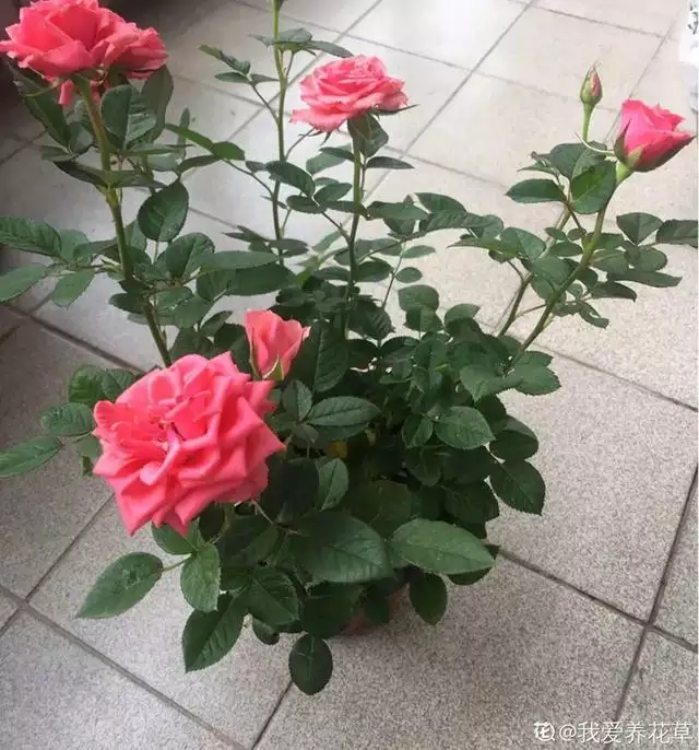 998屬虎最忌幾月出生，1998年屬虎人一生命運"