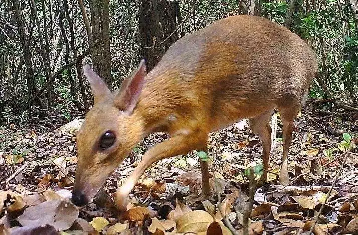 3、鼠兔相刑一般几年出现不好:鼠兔相刑怎么化解？？？？