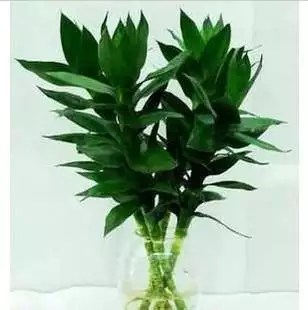 73属牛养什么植物旺财：从风水角度看属牛养什么花旺财?