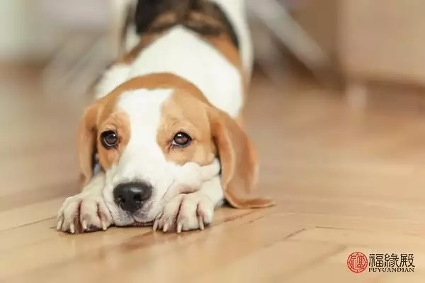 属狗和属狗的适合做夫妻吗，两个属狗的人婚姻如何