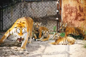 4、為什麼老人說屬虎的不好:聽老人們說家裡有兩個屬虎的人對其他的人不好是嗎?