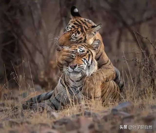 虎婚配更佳生肖，生肖虎的更佳配偶