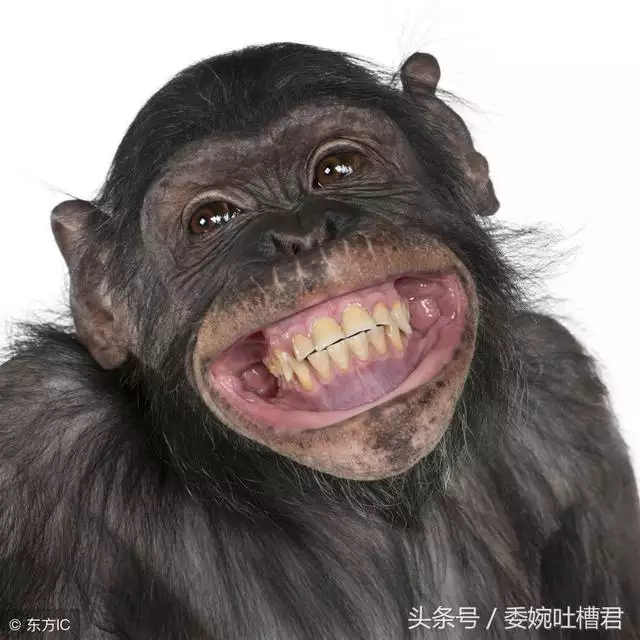 968年屬猴人一生運勢,1968年2022