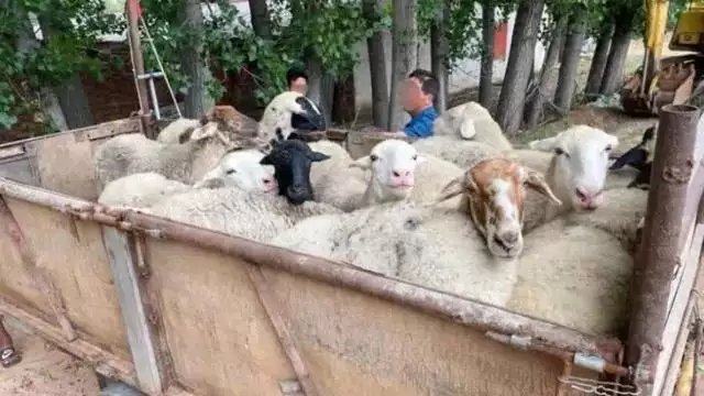 我和羊做了四年都沒有事，怎麼才能日羊詳細解說