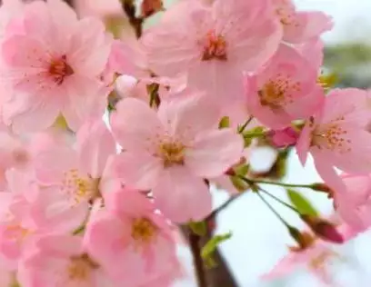 2年属狗什么时候翻身，属狗2022