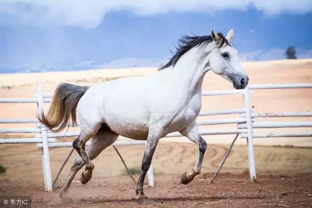 978年属马44岁运势，属马的最怕的三个生肖"