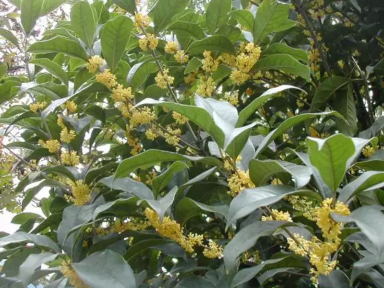 桂花五行属什么：院子里种桂花树按风水上说好不好
