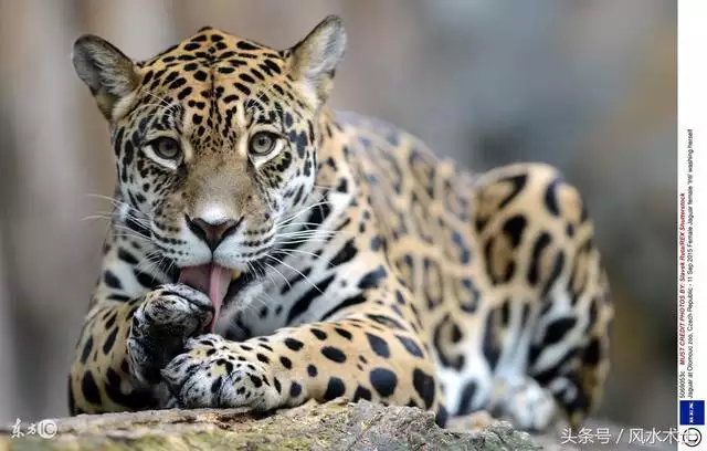 6年虎女一生财运,86年虎女一生婚姻状况"