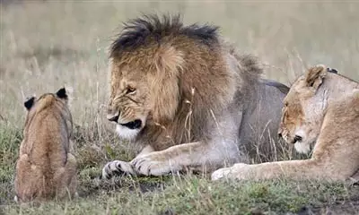3、折磨獅子男**的就是不搭理:當獅子座不理人的時候怎麼辦?