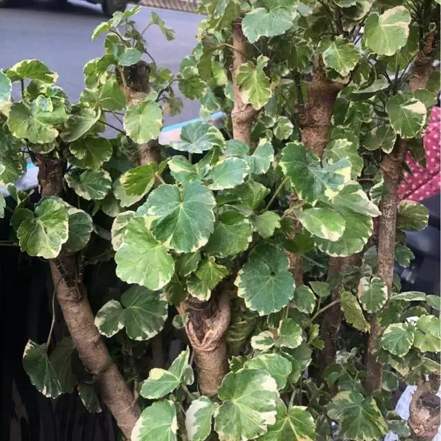 寓意吉祥好兆頭的圖片，象徵富貴吉祥的圖片