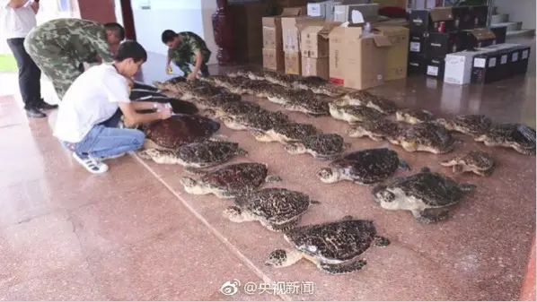 玳瑁五行属什么:在家居风水中玳瑁标本应摆放在什么位置