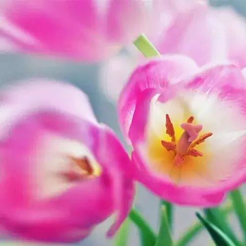 2、一生好運幸福發財女微信網名:一生好運幸福發財女微信網名有哪些?