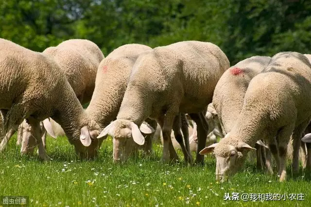 4、羊狗一窩,必定富羊狗相刑:羊和狗為什麼相刑？
