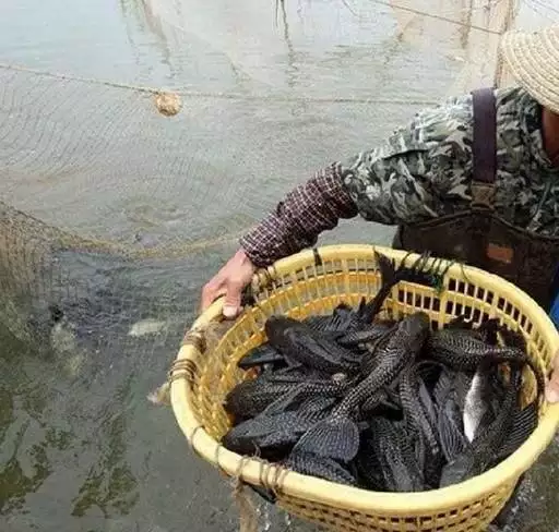 龍和什麼字搭配最旺財，屬龍最旺財的微信名