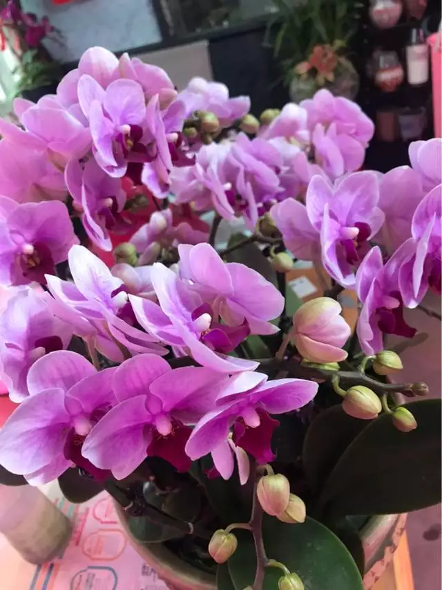 属虎取什么名字旺财，属虎女生微信招财 名