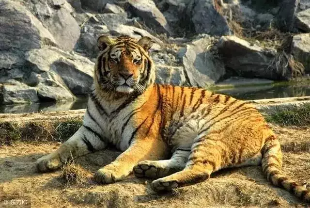 966馬和1967羊相配嗎，67年羊人2022