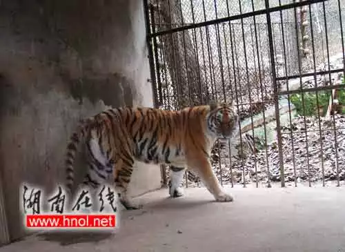 4、虎宝宝有福气的乳名:属虎，叫白朕豪，起什么小名儿好听