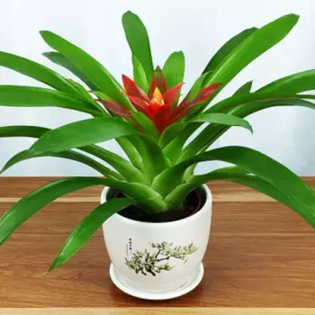 2、最適合放在卧室的植物**名:適宜放在卧室中的植物