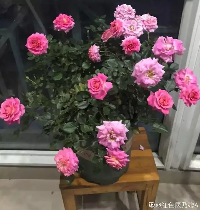 998屬虎最忌幾月出生，1998年屬虎人一生命運"