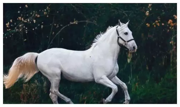 8年属马佩戴什么对身体好，78年的马2022