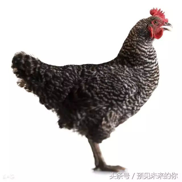 屬雞的三合和六個合生肖,雞的三合生肖是什麼