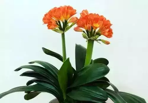 屬羊的發財方位在哪，79年屬羊42歲有桃花運