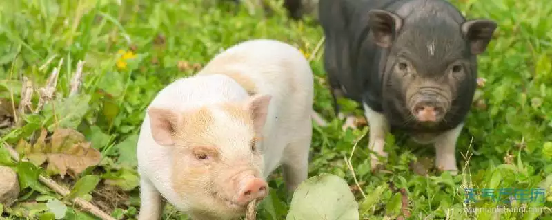 男属猪女属猪的婚姻相配吗，1995年属猪男的正缘是什么时候