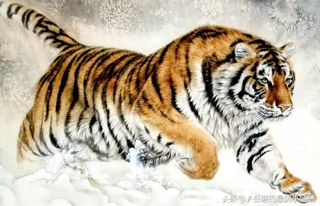 男虎與什麼屬相最配,男虎和什麼屬相最配對