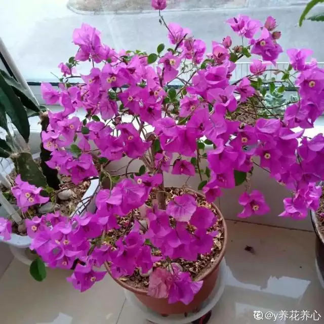 998屬虎最忌幾月出生，1998年屬虎人一生命運"