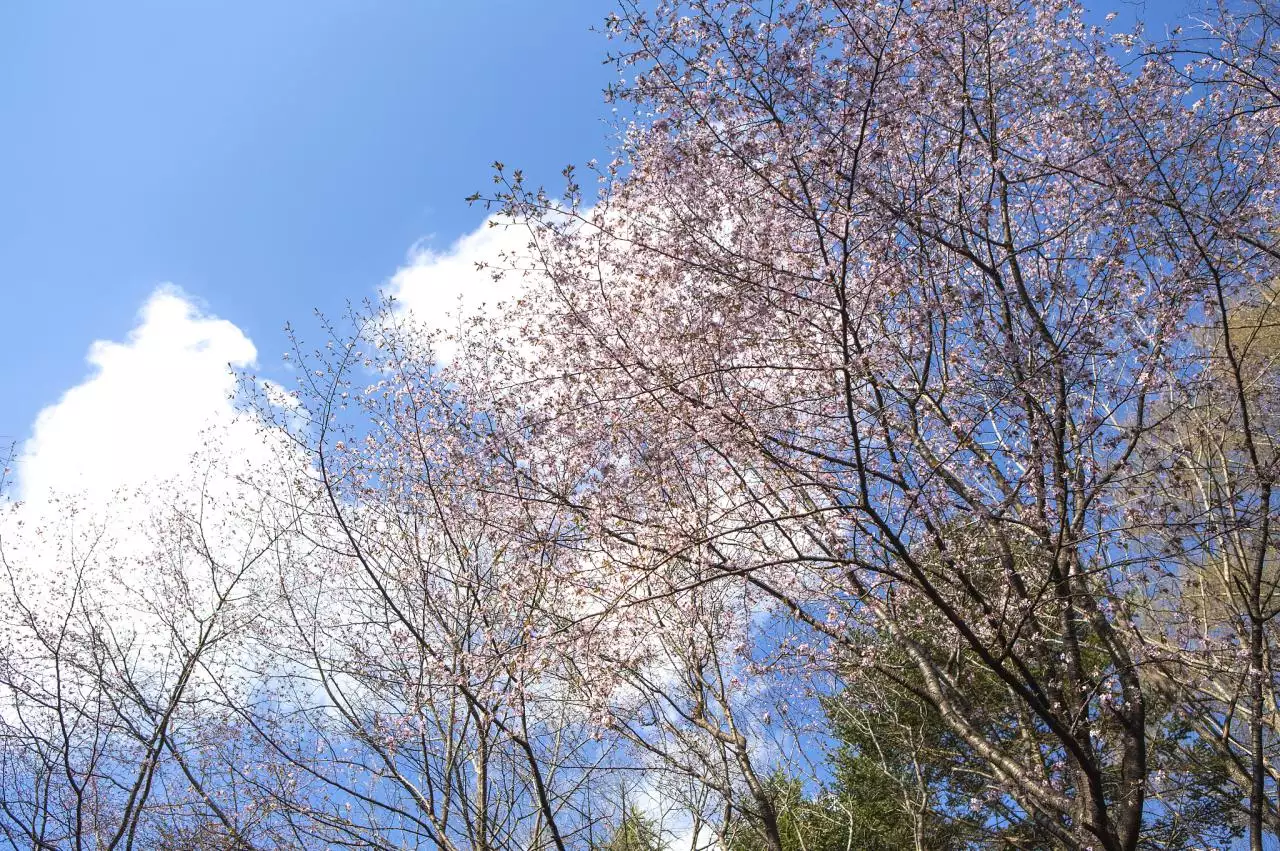 院子里種什麼樹風水好又旺財 最吉祥的八種風水樹排行
