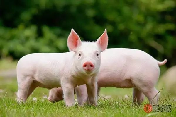 屬豬女今年婚姻怎麼樣,女屬馬和男屬豬的婚姻